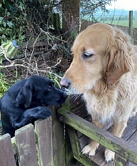 Black Labrador and Golden Retriever
