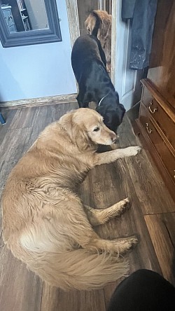 Golden retriever & Black Labrador