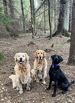 Woodland adventures with Gilky, his golden retriever & black lab pals